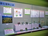 写真：第4回特別展「岡山県の帰化植物」展示ケース内