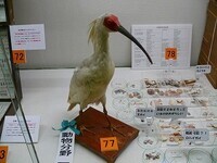 写真：トキの剥製などの展示