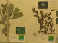 写真：植物標本
