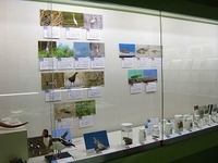 写真：第19回特別展「岡山県のレッドデータ生物」展示のようす